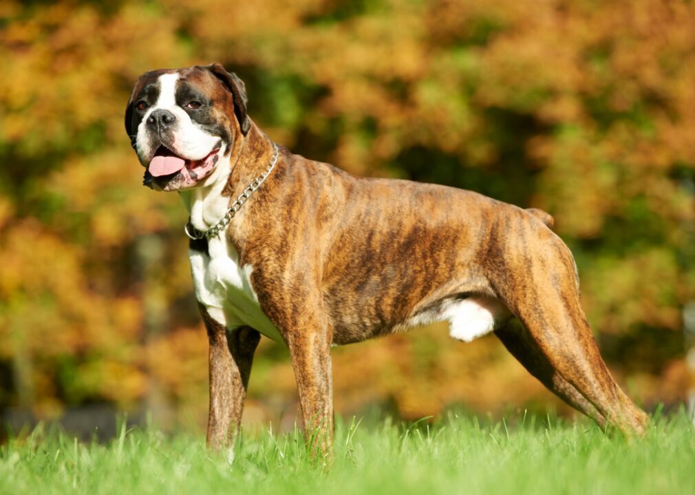 #14. Boxer